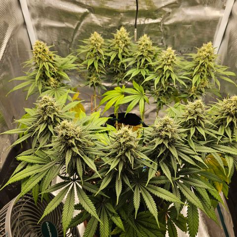 White Widow growlog timeline photo