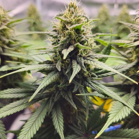 White Widow growlog timeline photo