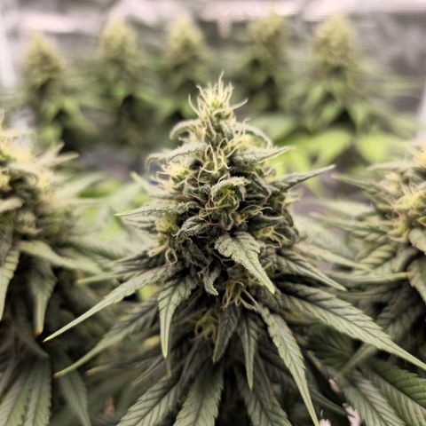 White Widow growlog timeline photo