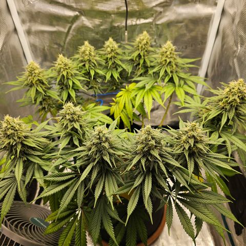 White Widow growlog timeline photo