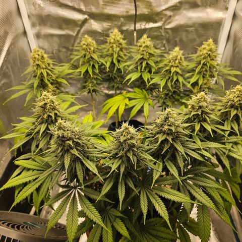 White Widow growlog timeline photo