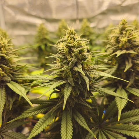 White Widow growlog timeline photo