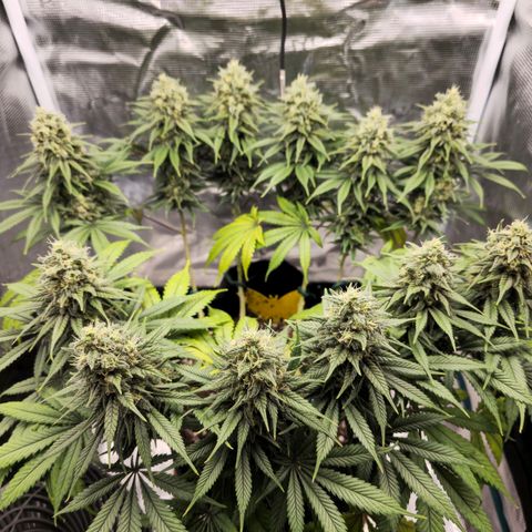 White Widow growlog timeline photo