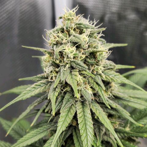 White Widow growlog timeline photo