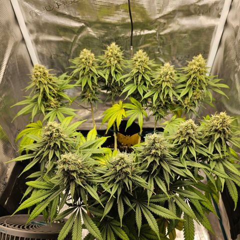 White Widow growlog timeline photo