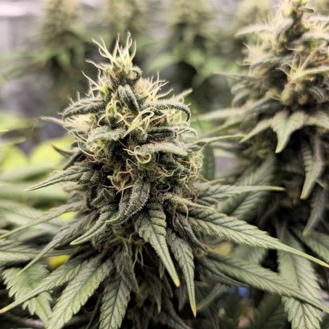 White Widow growlog timeline photo