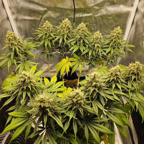 White Widow growlog timeline photo