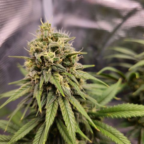 White Widow growlog timeline photo