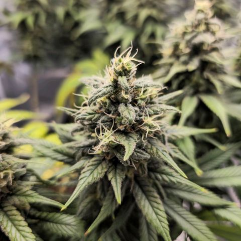 White Widow growlog timeline photo