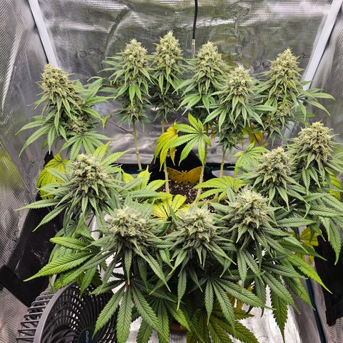 White Widow growlog timeline photo