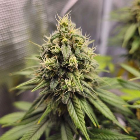 White Widow growlog timeline photo
