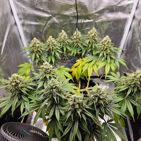 White Widow growlog timeline photo
