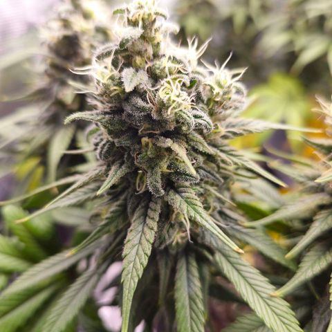 White Widow growlog timeline photo