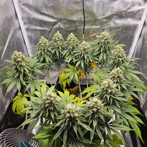 White Widow growlog timeline photo