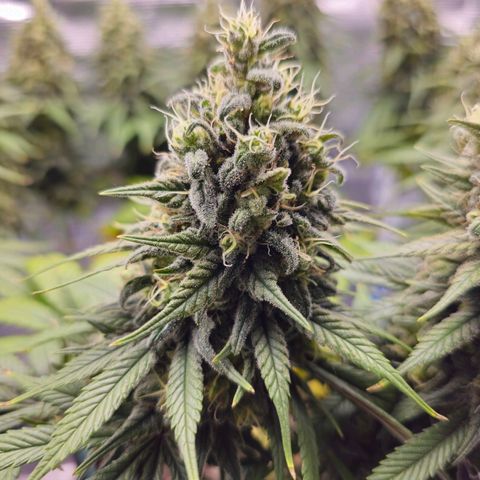 White Widow growlog timeline photo