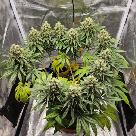 White Widow growlog timeline photo