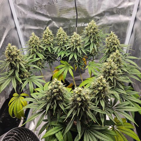 White Widow growlog timeline photo