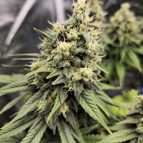 White Widow growlog timeline photo