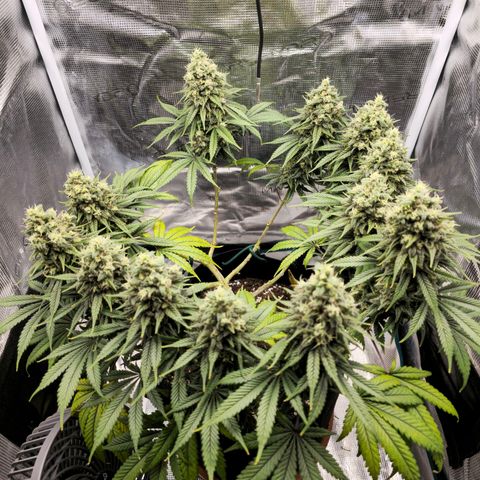 White Widow growlog timeline photo