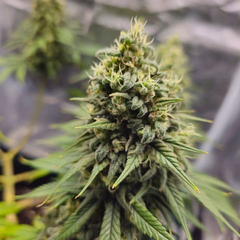 White Widow growlog timeline photo