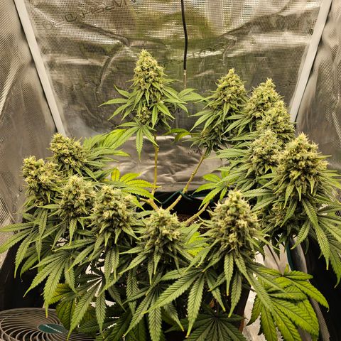 White Widow growlog timeline photo