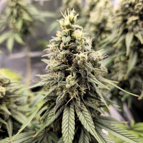 White Widow growlog timeline photo