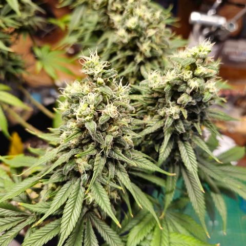 White Widow growlog timeline photo