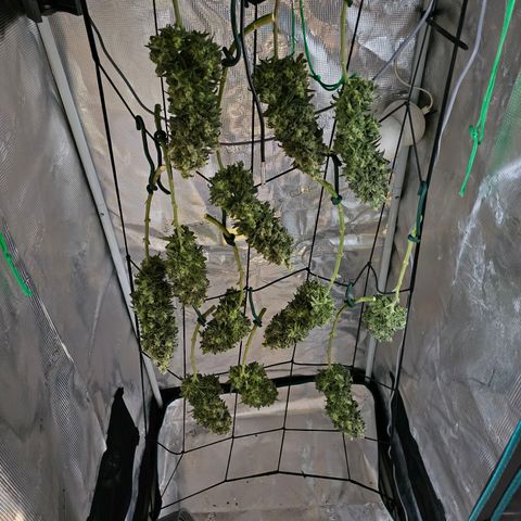 White Widow growlog timeline photo