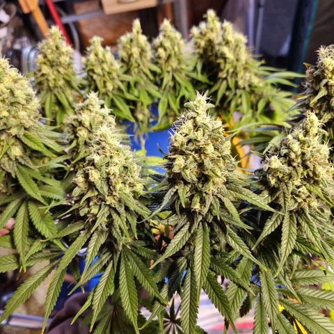 White Widow growlog timeline photo