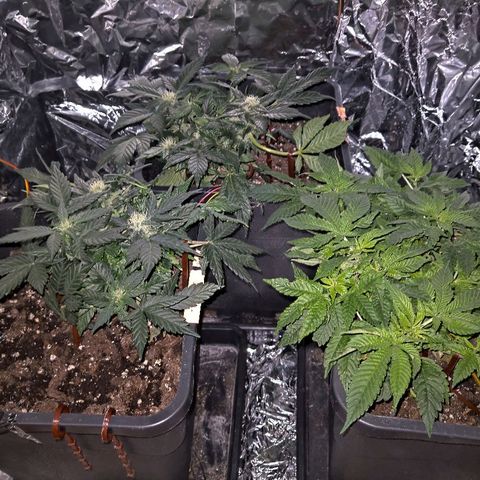 Manuela growlog timeline photo