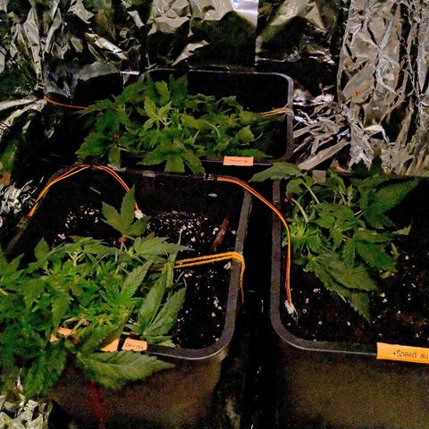 Manuela growlog timeline photo