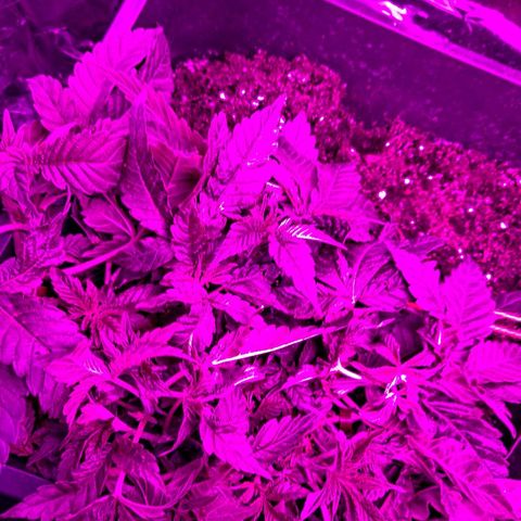 Manuela growlog timeline photo
