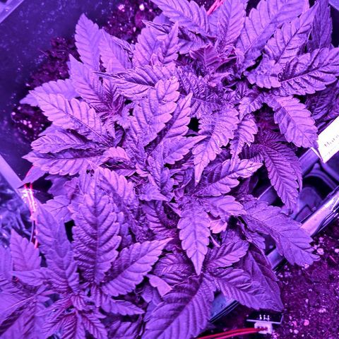 Manuela growlog timeline photo