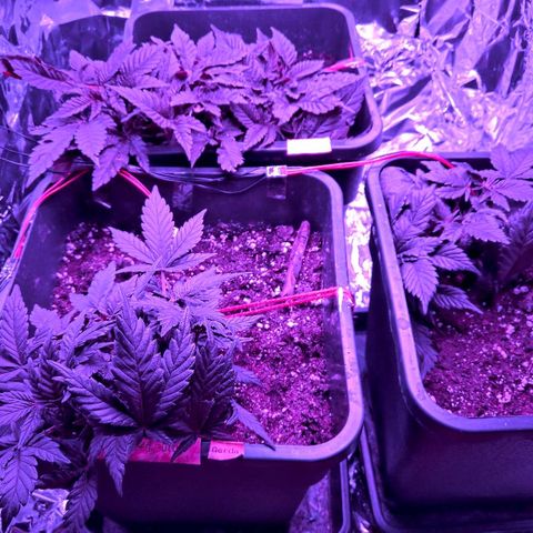 Manuela growlog timeline photo