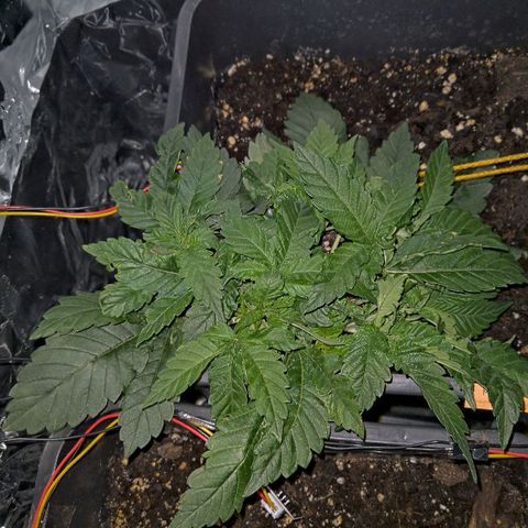 Manuela growlog timeline photo