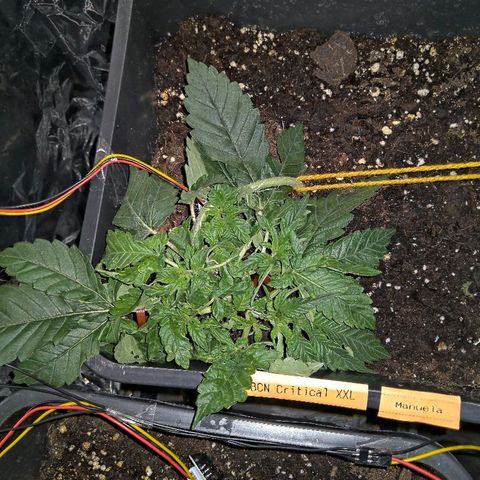 Manuela growlog timeline photo
