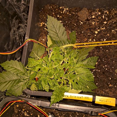 Manuela growlog timeline photo