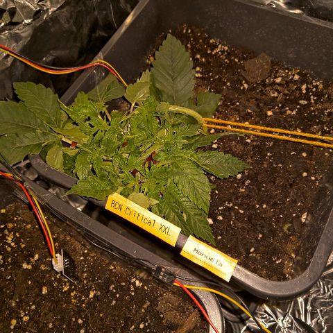 Manuela growlog timeline photo
