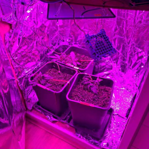 Manuela growlog timeline photo