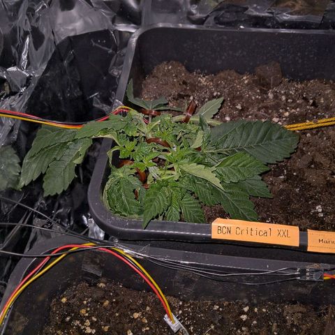 Manuela growlog timeline photo