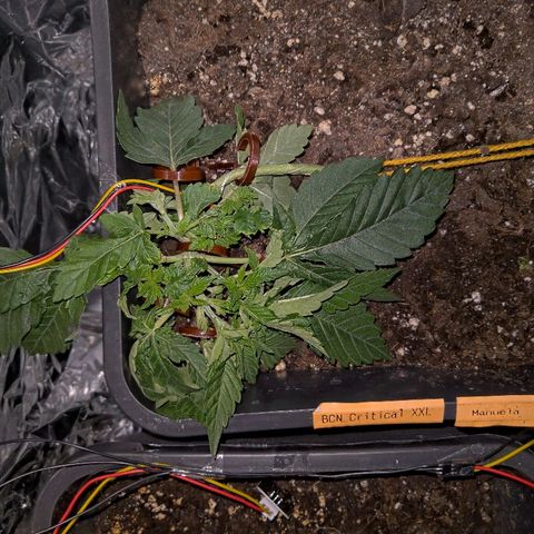 Manuela growlog timeline photo