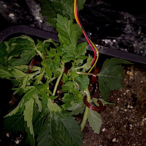 Manuela growlog timeline photo