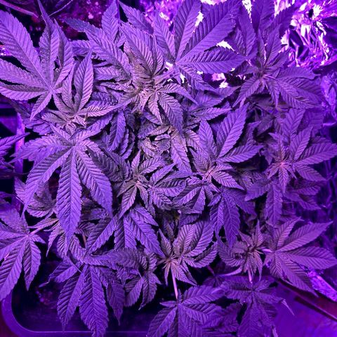 Manuela growlog timeline photo
