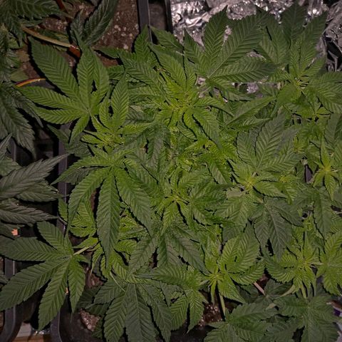 Manuela growlog timeline photo