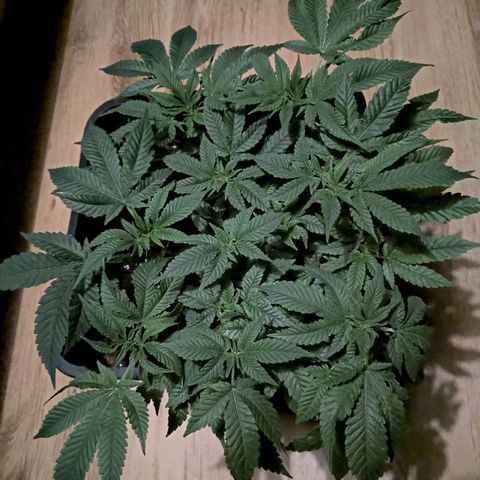 Manuela growlog timeline photo