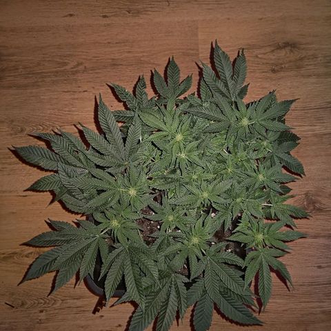 Manuela growlog timeline photo