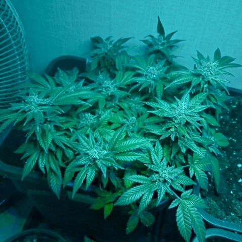 Manuela growlog timeline photo