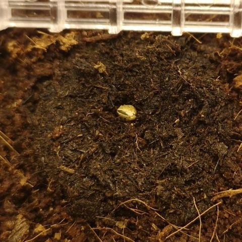 Aurora💚 growlog photo: 8:30