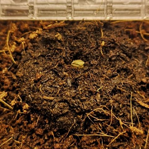 Aurora💚 growlog photo: 2:55