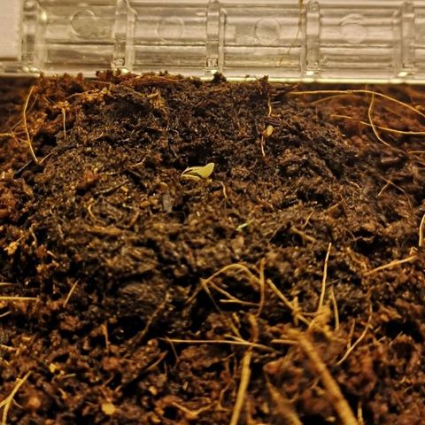 Aurora💚 growlog photo: 8:32